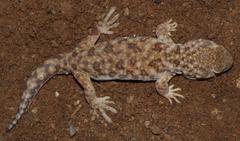 Ptenopus garrulus maculatus