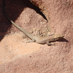 Phoenicolacerta kulzeri