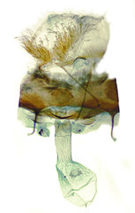 Glaucina baea
