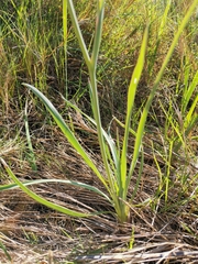 Ranunculus gramineus