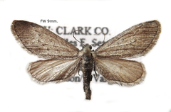 Glaucina baea