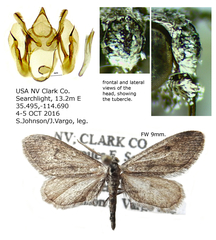 Glaucina baea