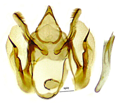 Glaucina baea