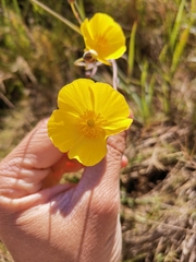 Ranunculus gramineus