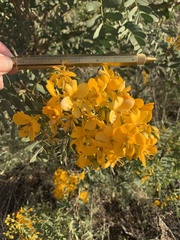 Senna multiglandulosa