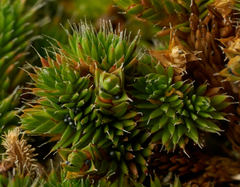 Selaginella hansenii