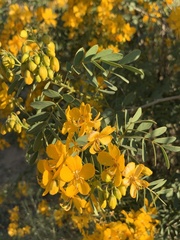 Senna multiglandulosa