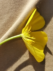 Ranunculus gramineus