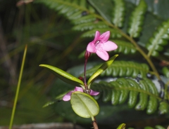 Sapphoa ekmanii