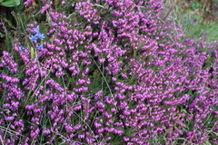 Erica carnea