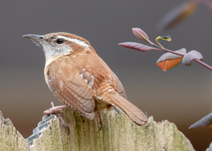 Thryothorus ludovicianus