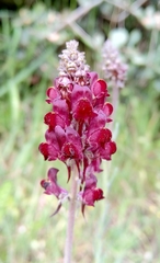 Linaria aeruginea