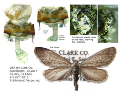 Glaucina baea