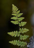 Cooper's Lip Fern - Photo (c) Tony Iwane, some rights reserved (CC BY-NC), uploaded by Tony Iwane