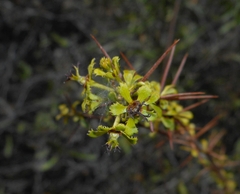 Acidocroton oligostemon