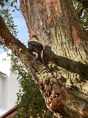 Haemorhous mexicanus