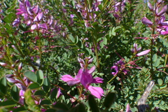 Indigofera langebergensis