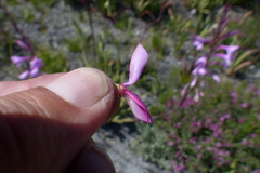 Indigofera langebergensis