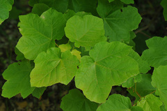 Acer opalus obtusatum
