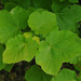 Acer monspessulanum - Photo (c) Todd Boland, μερικά δικαιώματα διατηρούνται (CC BY-NC), uploaded by Todd Boland