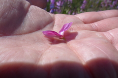 Indigofera langebergensis