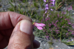 Indigofera langebergensis