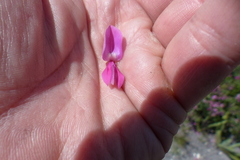 Indigofera langebergensis