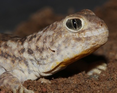 Ptenopus garrulus maculatus