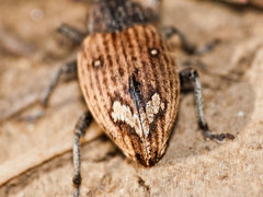 Graptus kaufmanni