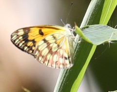 Colotis vesta