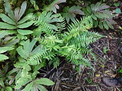Asplenium lamprophyllum