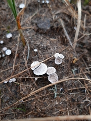 Poronia punctata