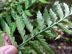 Asplenium lamprophyllum