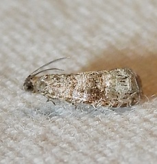 Grapholita packardi