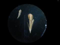 Lepidagathis cuspidata