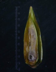 Lepidagathis cuspidata