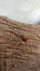 Coccinella septempunctata