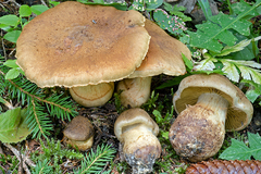 Cortinarius cotoneus