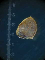 Lepidagathis cuspidata