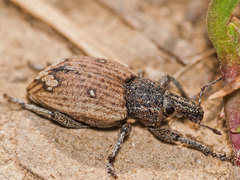 Graptus kaufmanni