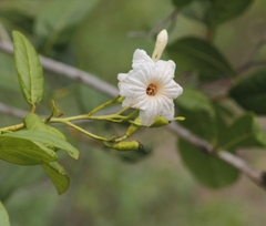 Cordia galeottiana