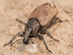 Graptus kaufmanni