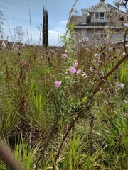 Agalinis genistifolia