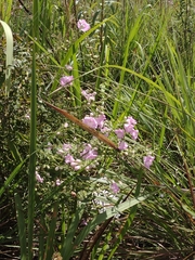 Agalinis genistifolia