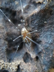 Mitostoma chrysomelas