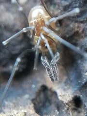 Mitostoma chrysomelas