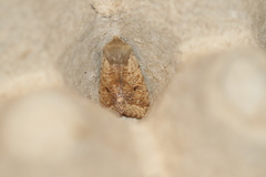 Orthosia pacifica