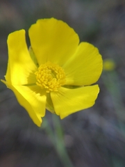 Ranunculus gramineus