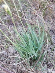 Ranunculus gramineus