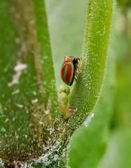 Hemisphaerius coccinelloides